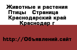 Животные и растения Птицы - Страница 3 . Краснодарский край,Краснодар г.